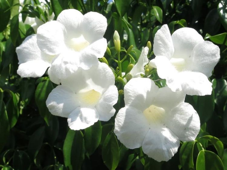 Pandorea Jasminoides ‘Alba’ (Bower Vine)