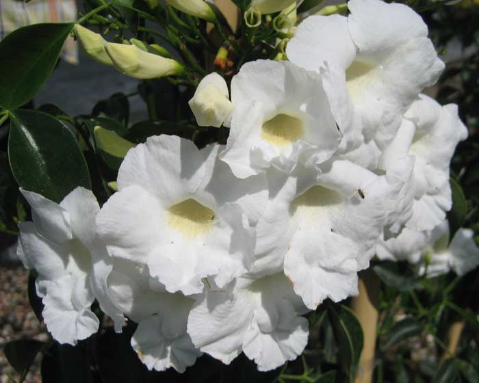 Pandorea Jasminoides ‘Alba’ (Bower Vine)