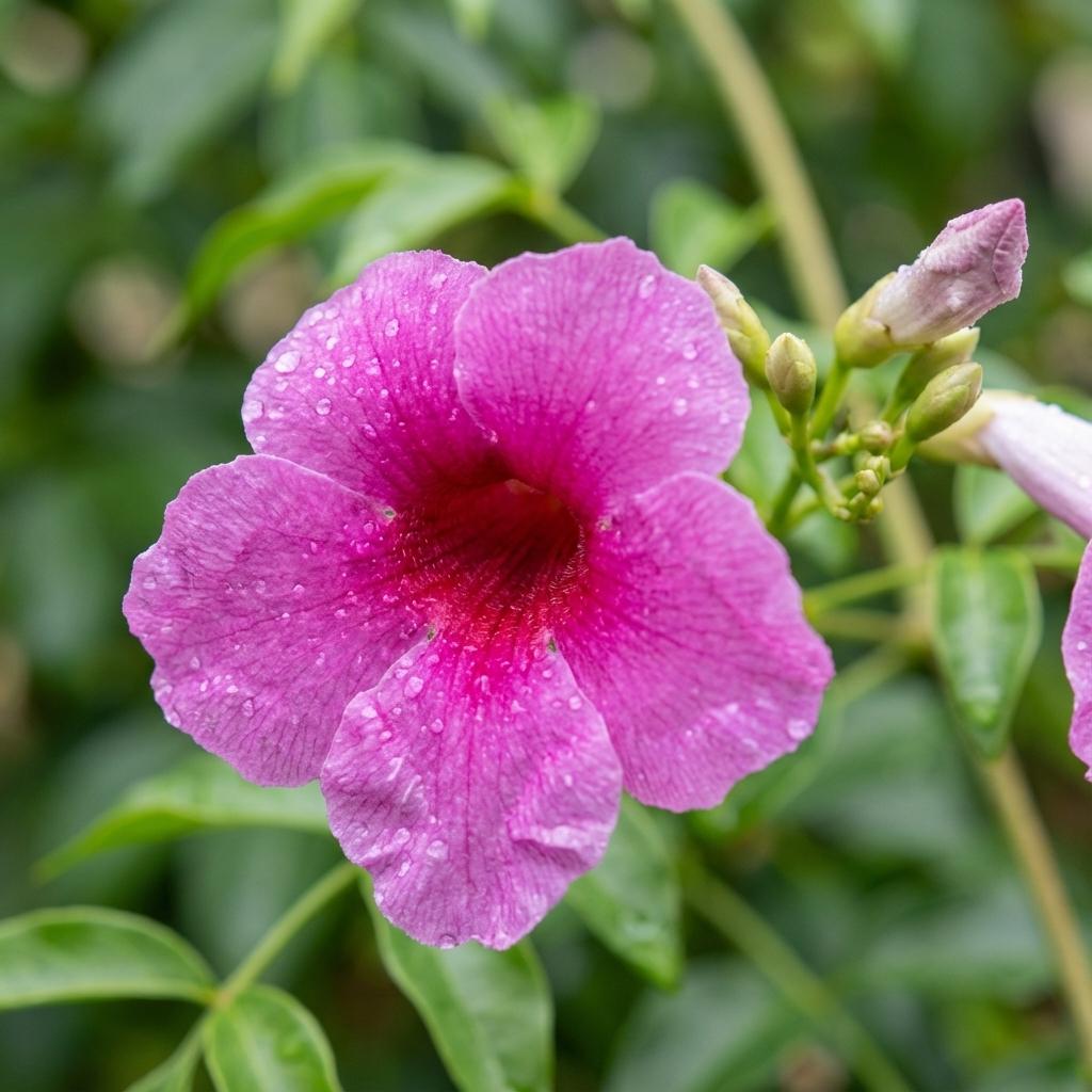 Pandorea Jasminoides 'Dark Pink' (Dark Pink Bower Vine)