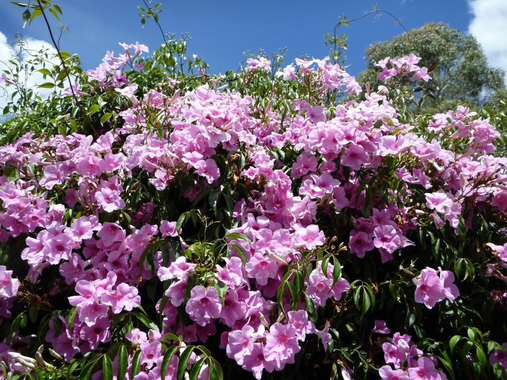 Pandorea Jasminoides 'Dark Pink' (Dark Pink Bower Vine)