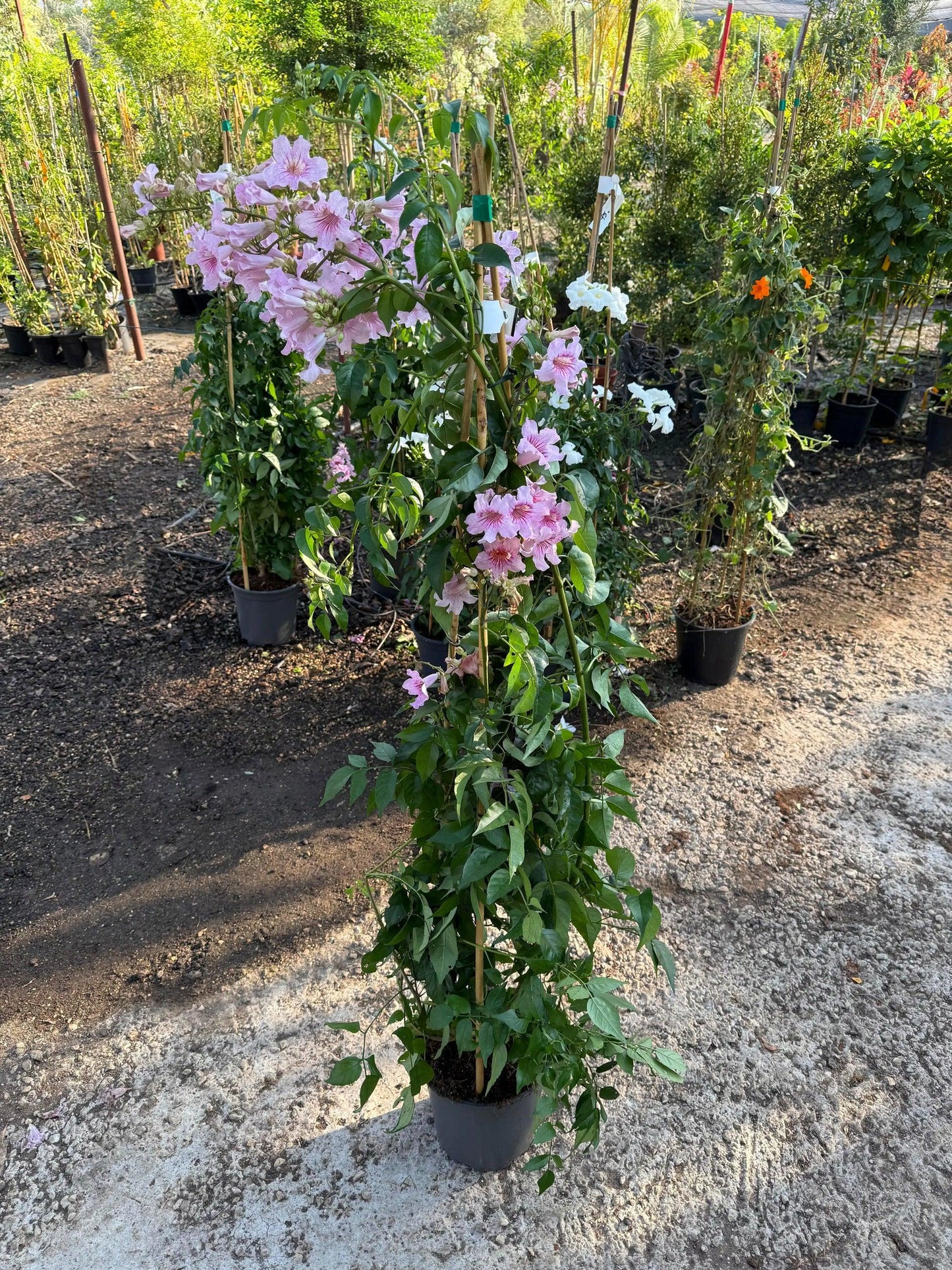 Pandorea Jasminoides ‘Dark Pink’ (Dark Pink Bower Vine) Tripod