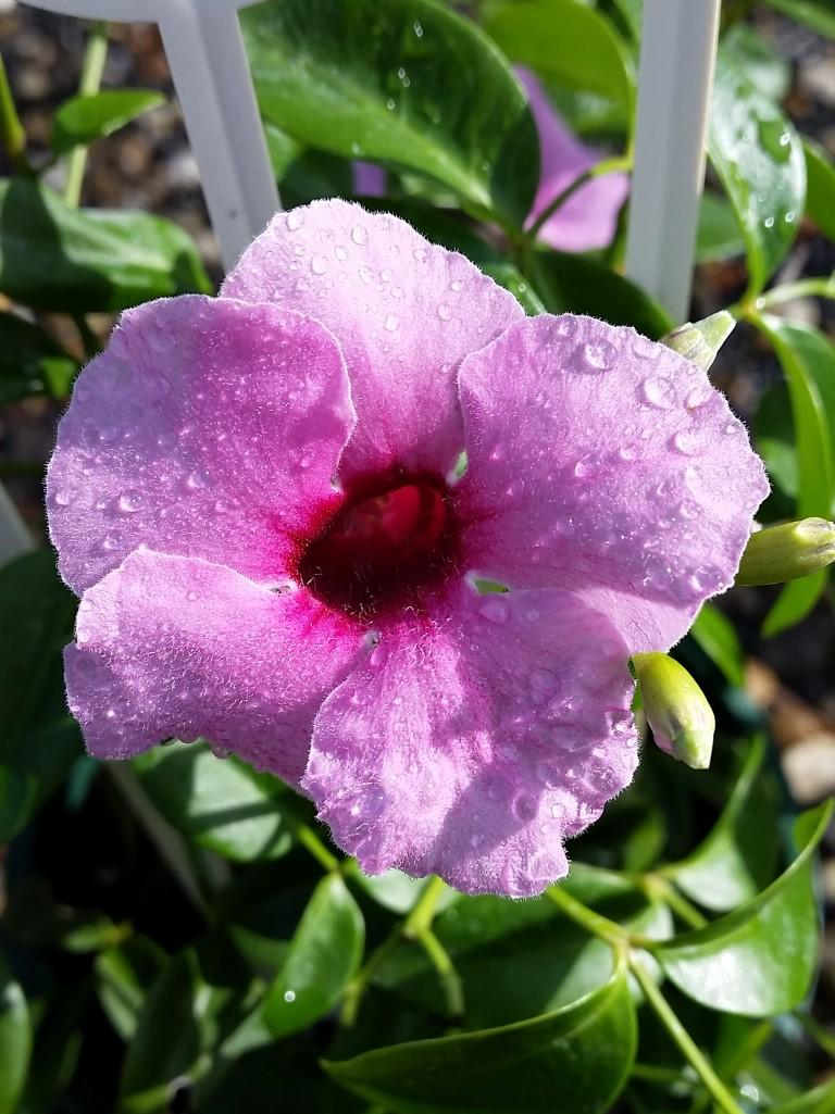 Pandorea Jasminoides ‘Dark Pink’ (Dark Pink Bower Vine) Tripod