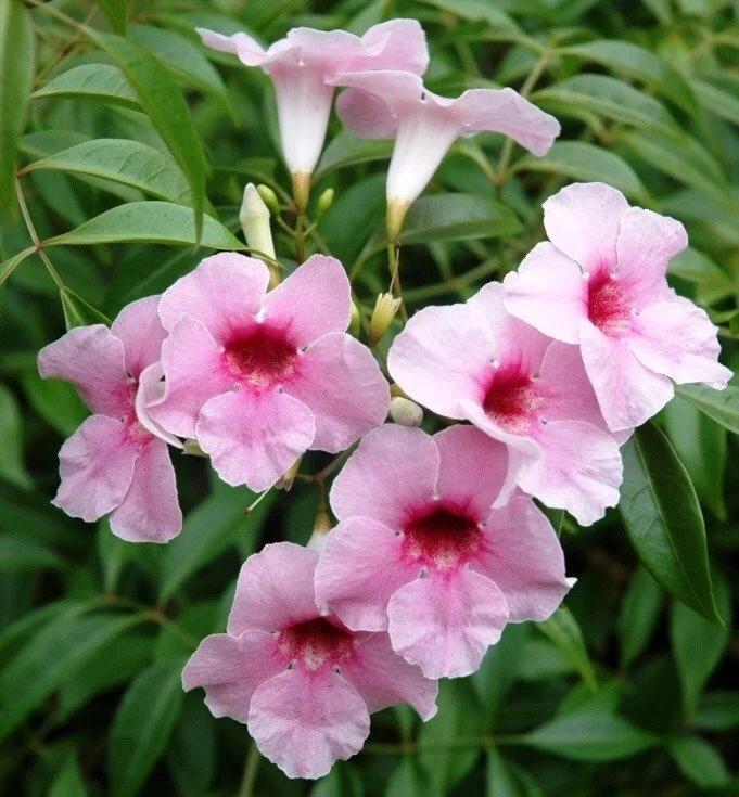 Pandorea Jasminoides ‘Dark Pink’ (Dark Pink Bower Vine) Tripod