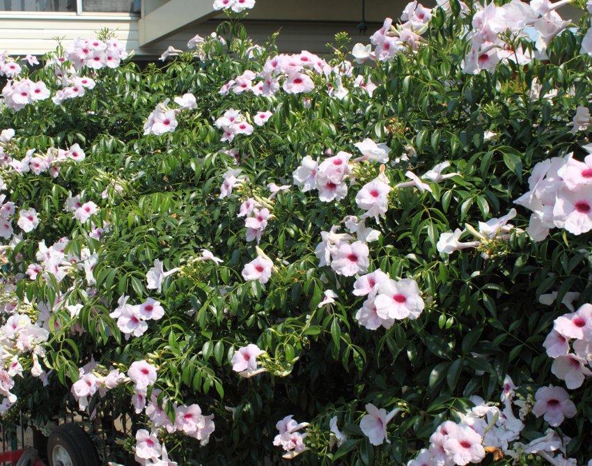 Pandorea Jasminoides 'Pink' (Pink Bower Vine)
