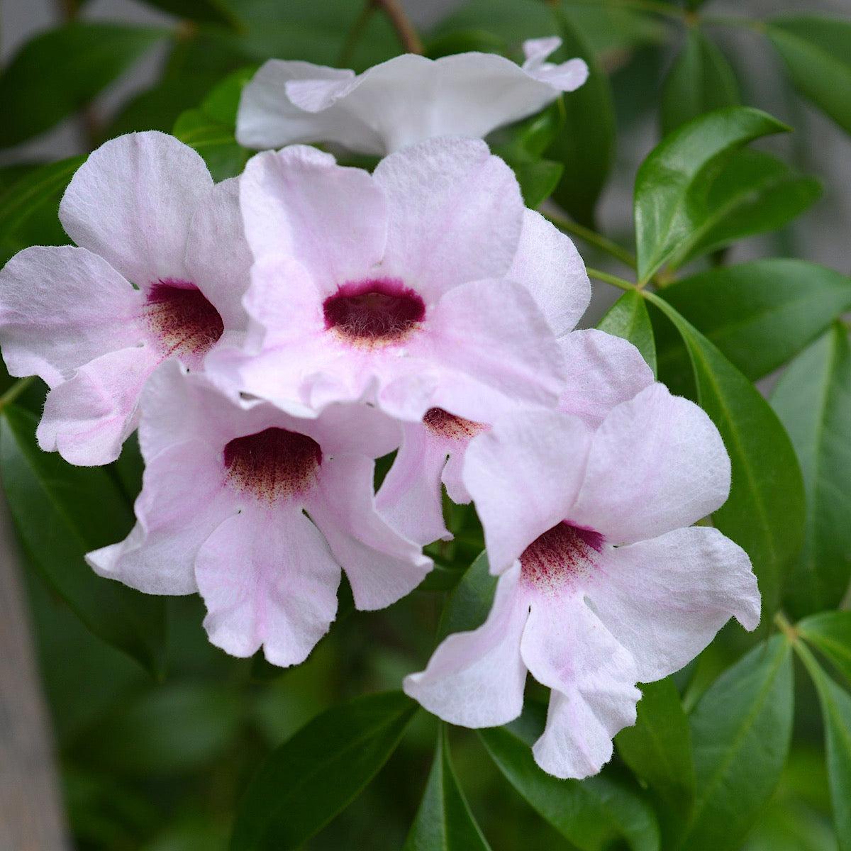 Pandorea Jasminoides 'Pink' (Pink Bower Vine)