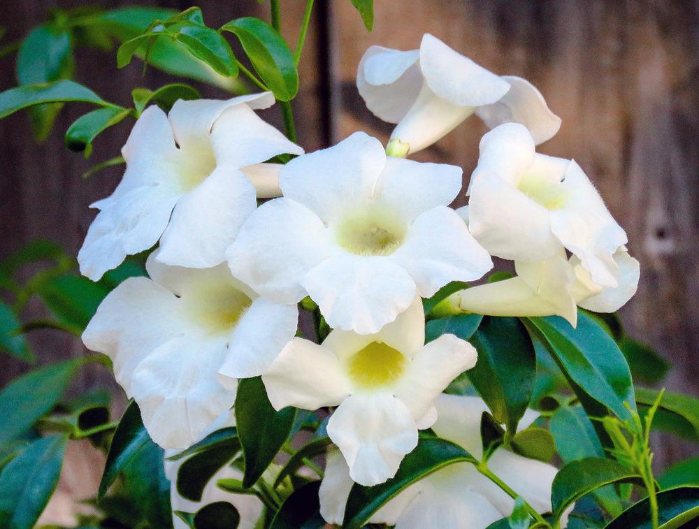 Pandorea Jasminoides ‘Alba’ (Bower Vine)