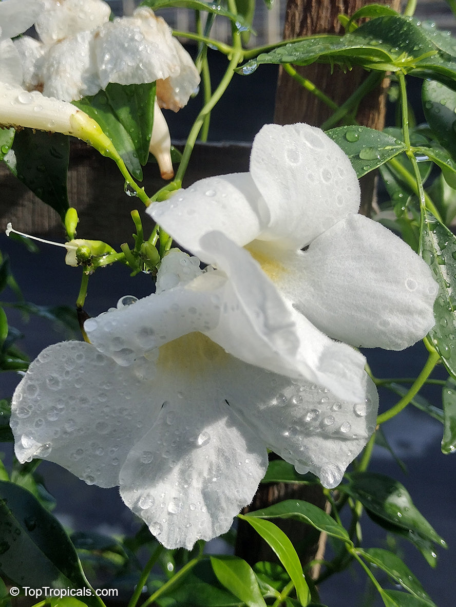 Pandorea Jasminoides ‘Alba’ (Bower Vine)