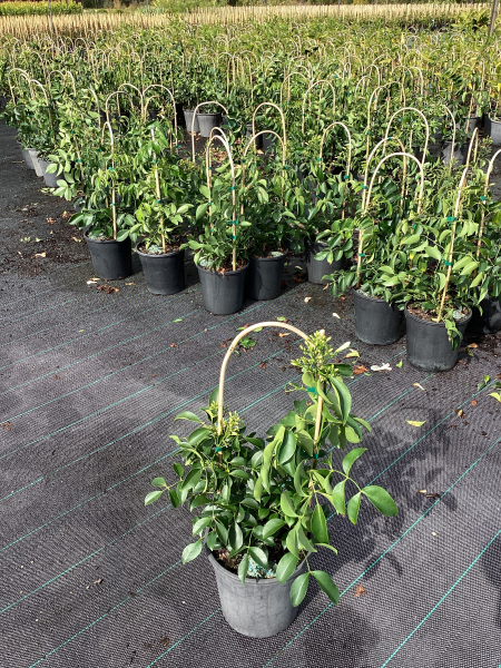 Pandorea Jasminoides (Lady Di Bower Vine)