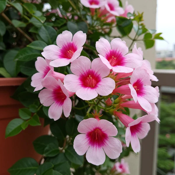 Pandorea Jasminoides (Bower of Beauty)