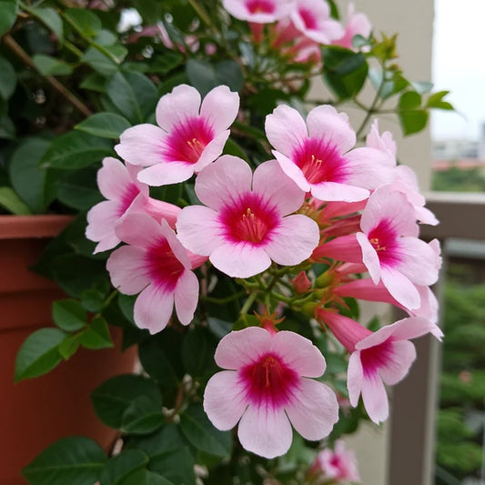 Pandorea Jasminoides (Bower of Beauty)