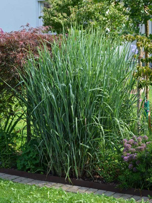 Panicum Virgatum 'Heavy Metal' (Heavy Metal Switch Grass)