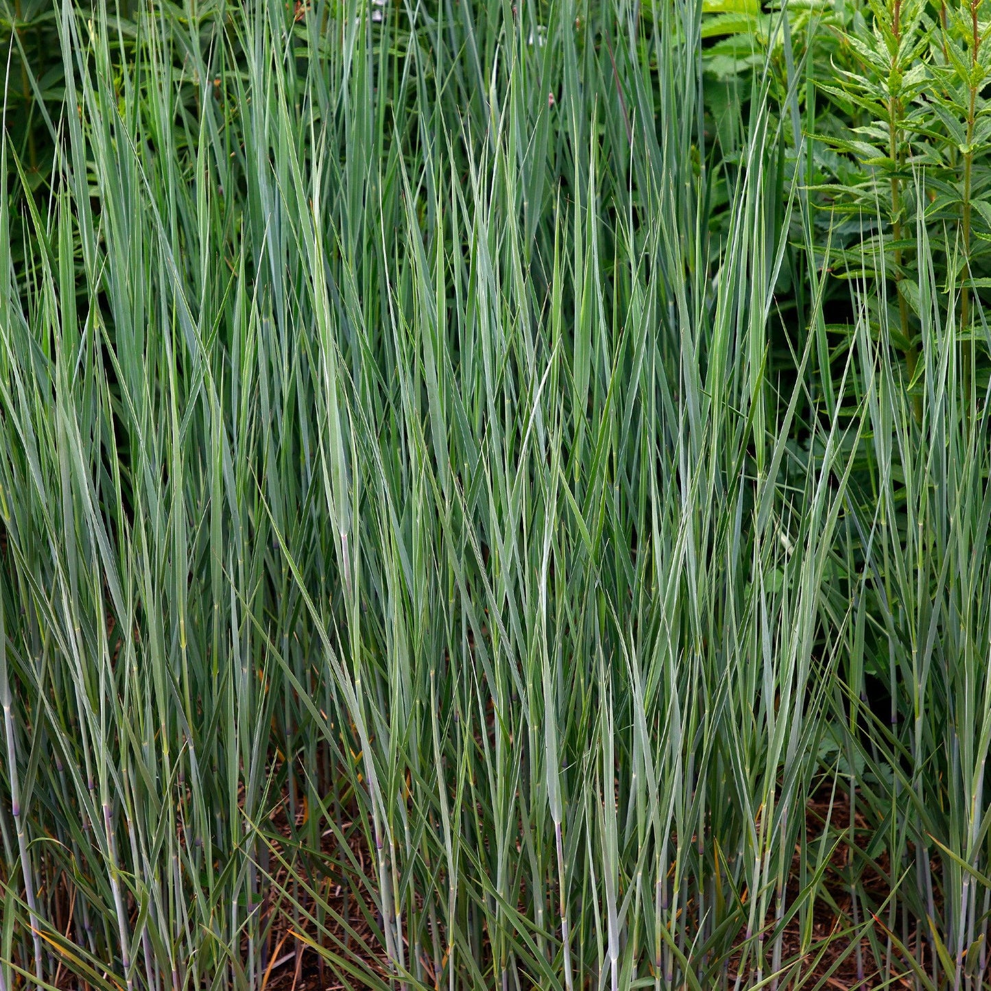 Panicum Virgatum 'Heavy Metal' (Heavy Metal Switch Grass)