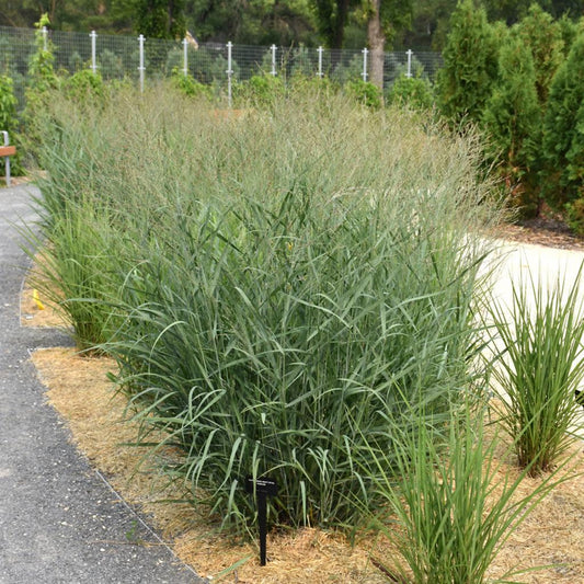 Panicum Virgatum 'Heavy Metal' (Heavy Metal Switch Grass)