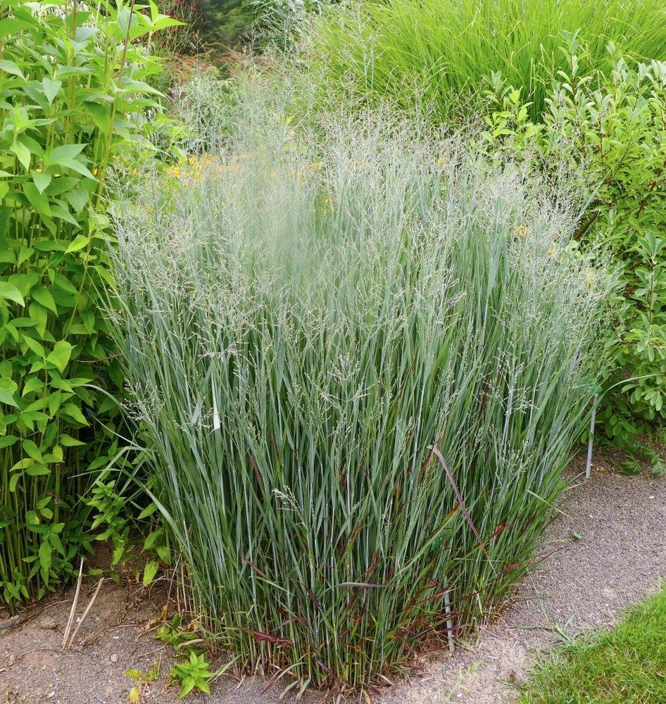 Panicum Virgatum 'Heavy Metal' (Heavy Metal Switch Grass)