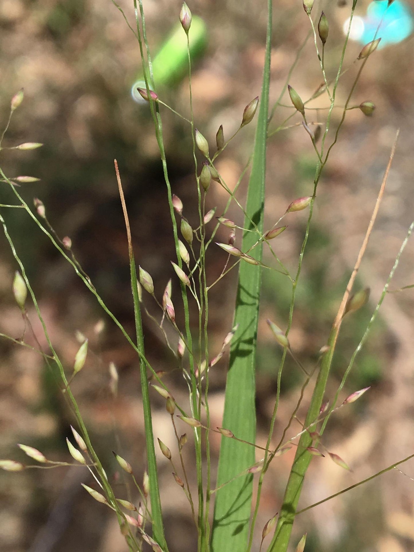 Panicum Effusum (Hairy Panic)