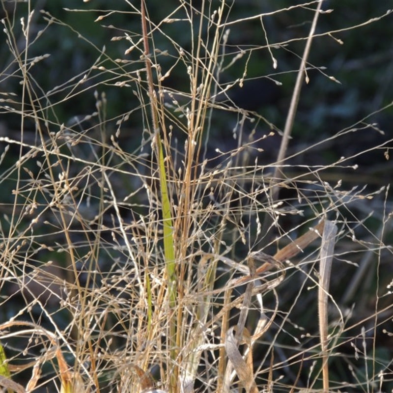 Panicum Effusum (Hairy Panic)