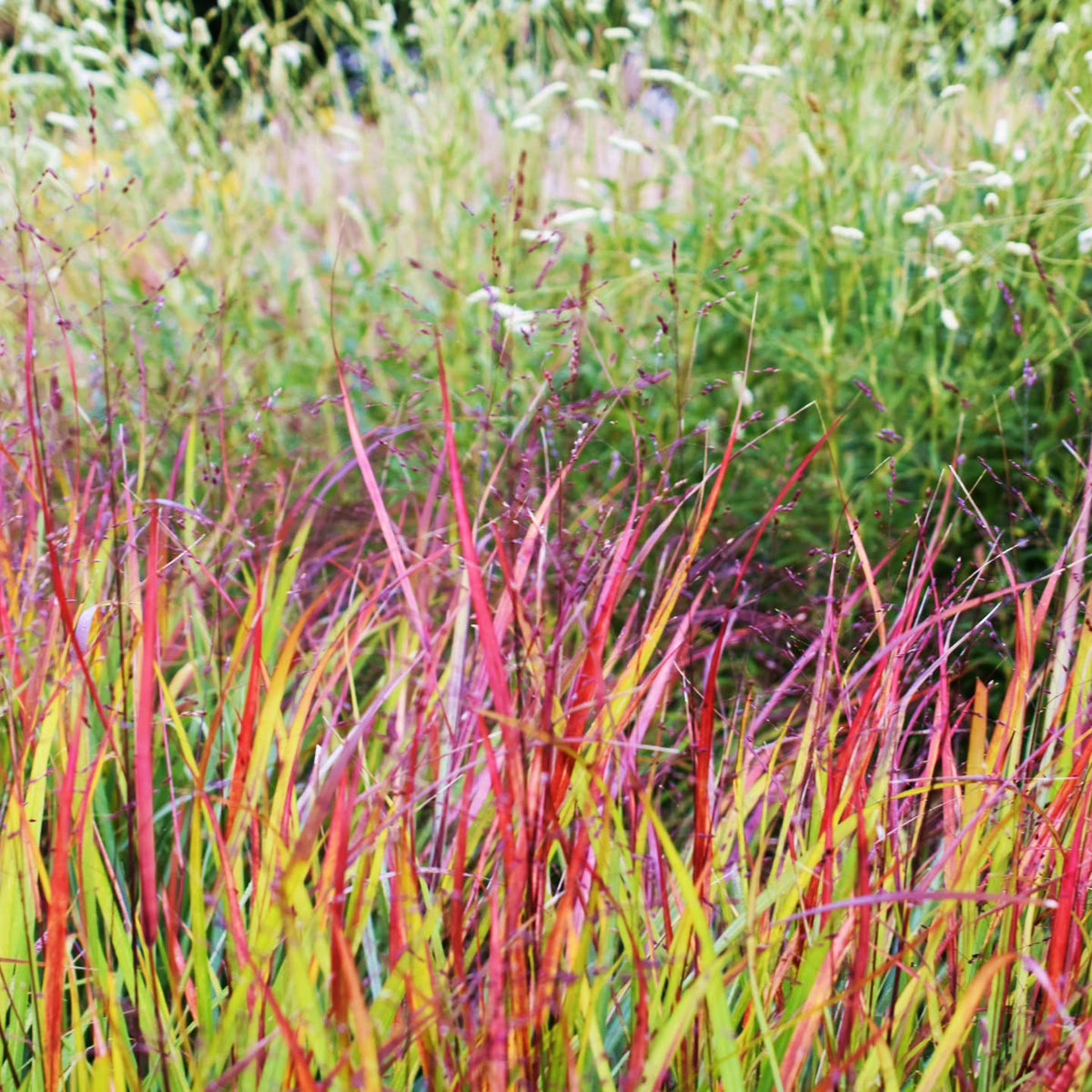 Panicum Virgatum ‘Autumn Glory’ (Autumn Glory Switchgrass)