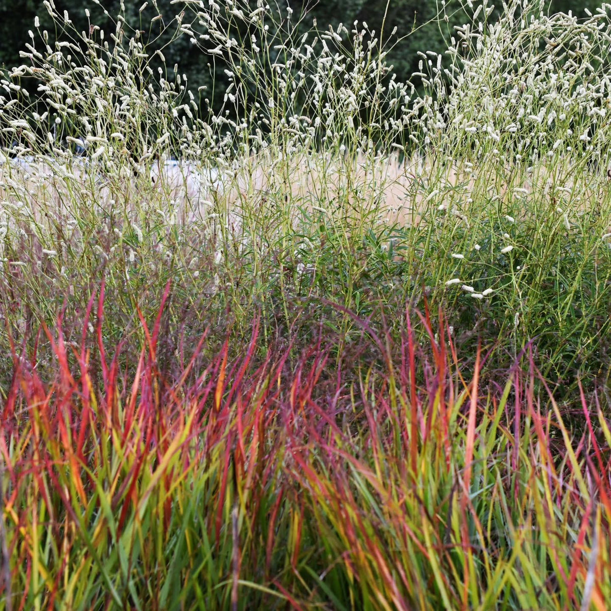 Panicum Virgatum ‘Autumn Glory’ (Autumn Glory Switchgrass)