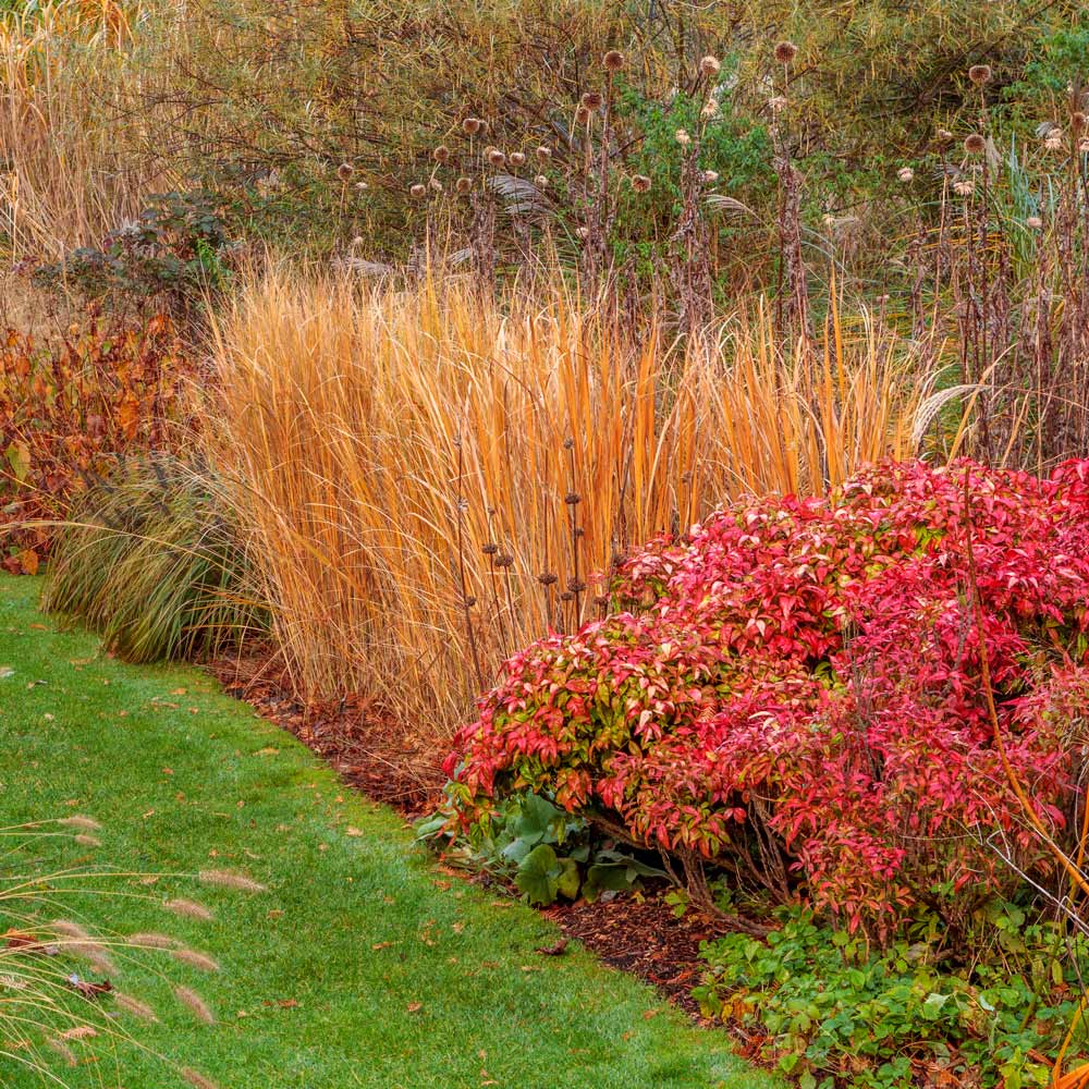 Panicum Virgatum ‘Autumn Glory’ (Autumn Glory Switchgrass)