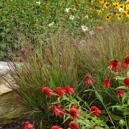Panicum virgatum Rubrum (Red Switchgrass)