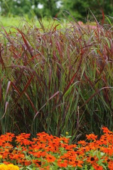 Panicum virgatum Rubrum (Red Switchgrass)