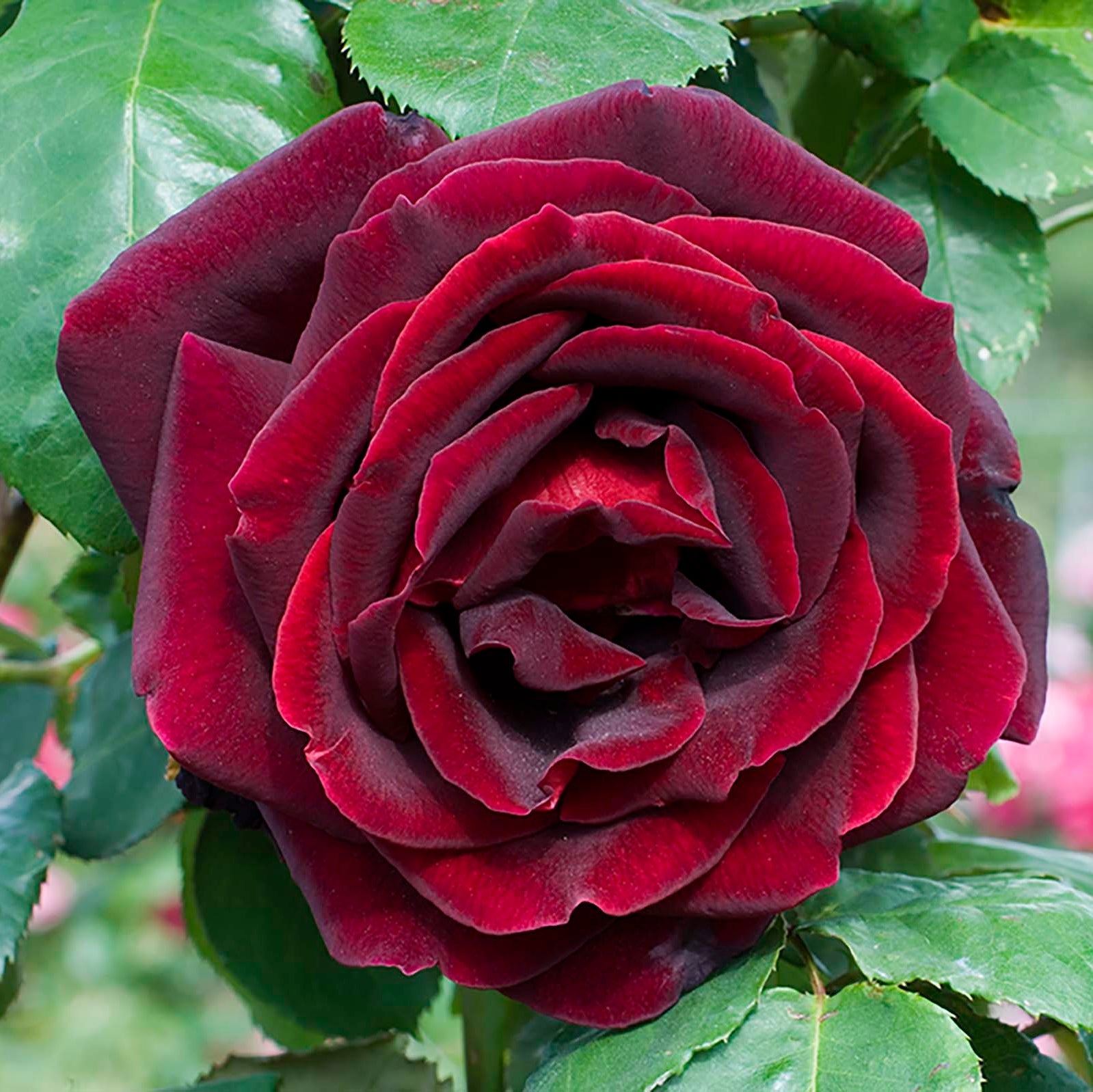 Rosa ‘Papa Meilland’ ( Standard Papa Meilland Hybrid Tea Rose)
