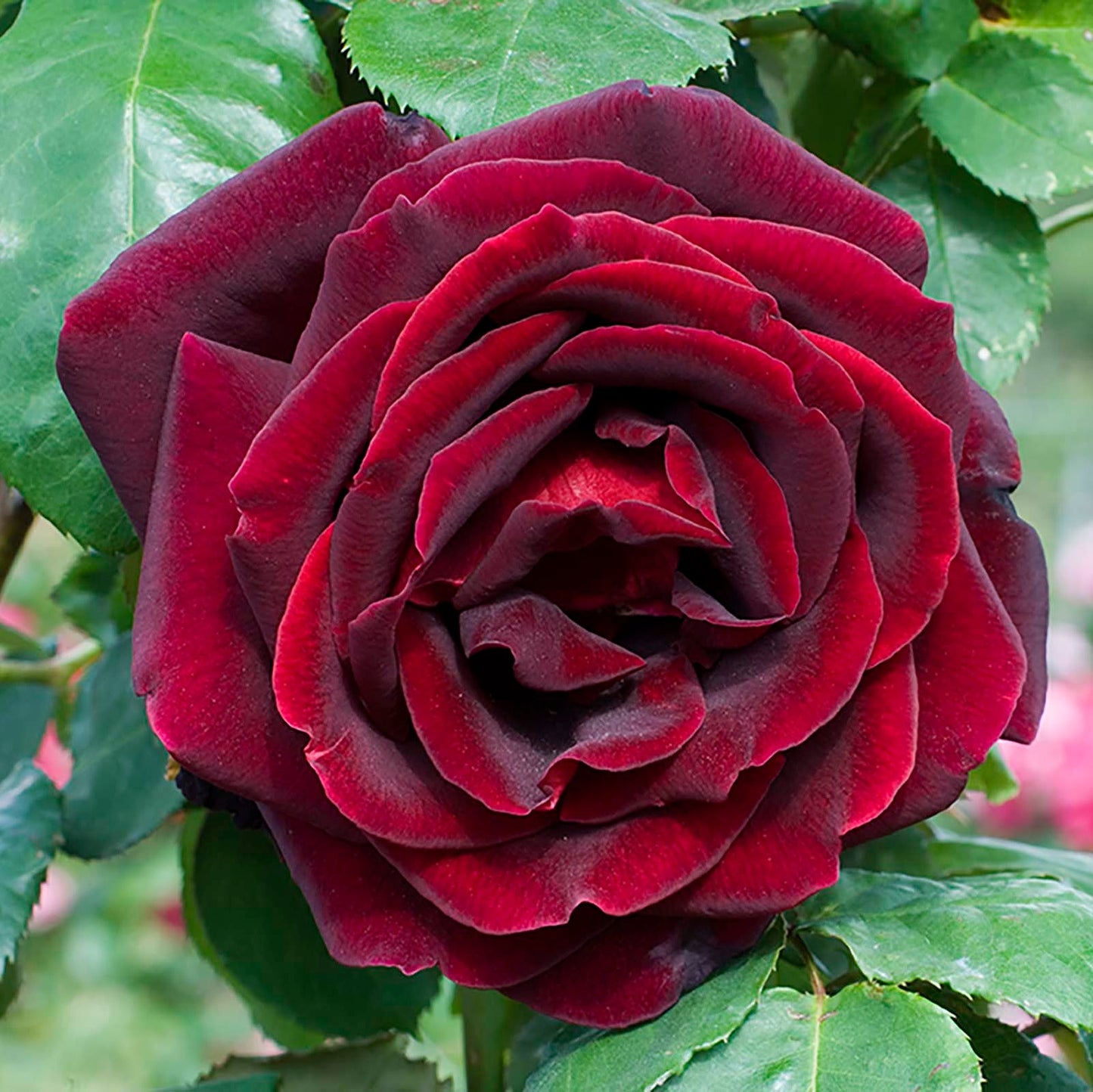 Rosa ‘Papa Meilland’ ( Standard Papa Meilland Hybrid Tea Rose)