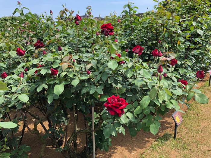 Rosa ‘Papa Meilland’ ( Standard Papa Meilland Hybrid Tea Rose)