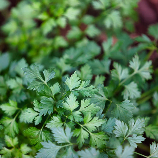 Petroselinum Crispum (Italian Sweet Parsley)