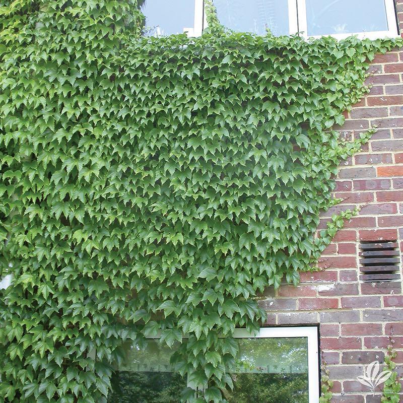 Parthenocissus Tricuspidata 'Lowii' (Boston Ivy)
