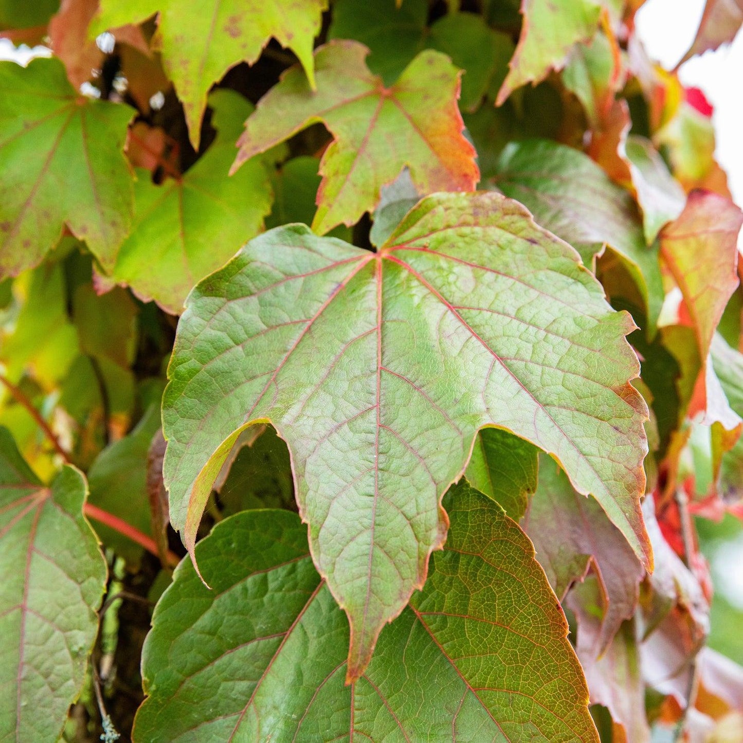 Parthenocissus Tricuspidata 'Lowii' (Boston Ivy)