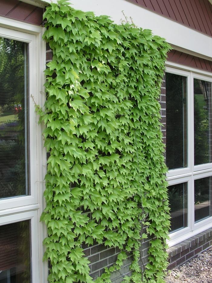 Parthenocissus Tricuspidata 'Lowii' (Boston Ivy)