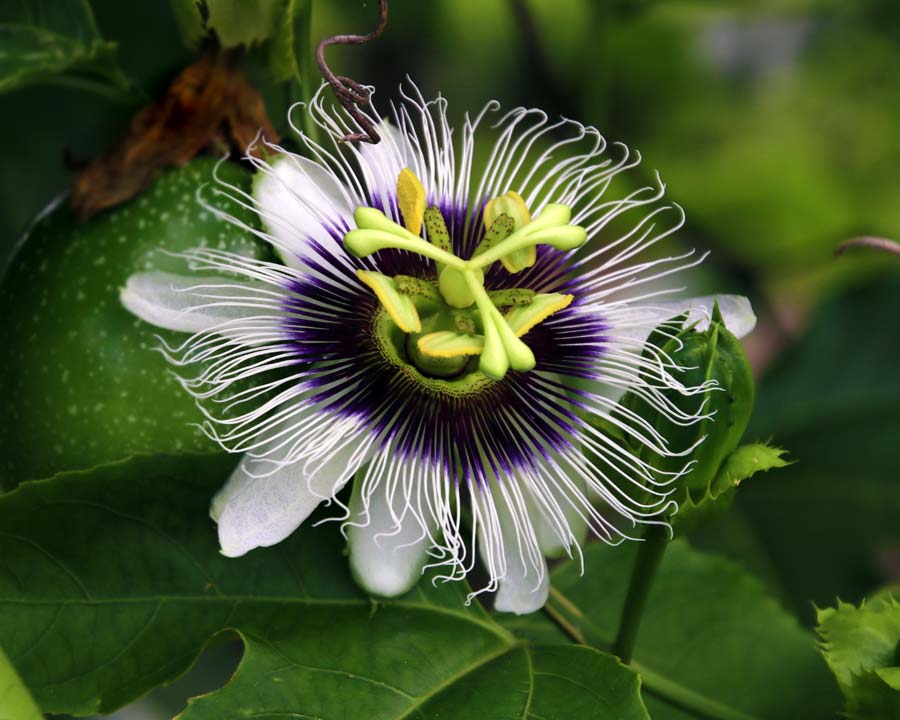 Passiflora Edulis ‘Panama Gold’ (Panama Gold Passionfruit)