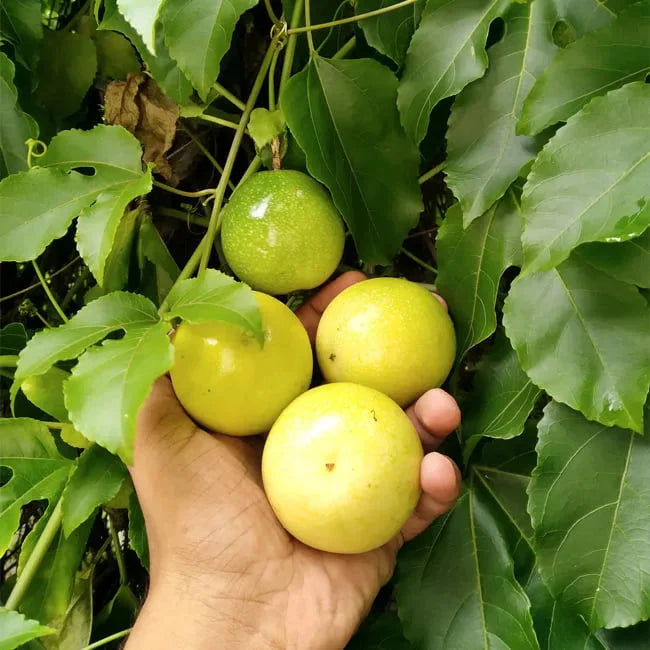 Passiflora Edulis ‘Panama Gold’ (Panama Gold Passionfruit)