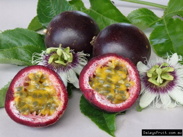 Passiflora Edulis ‘Norfolk Black’ (Norfolk Black Passionfruit)