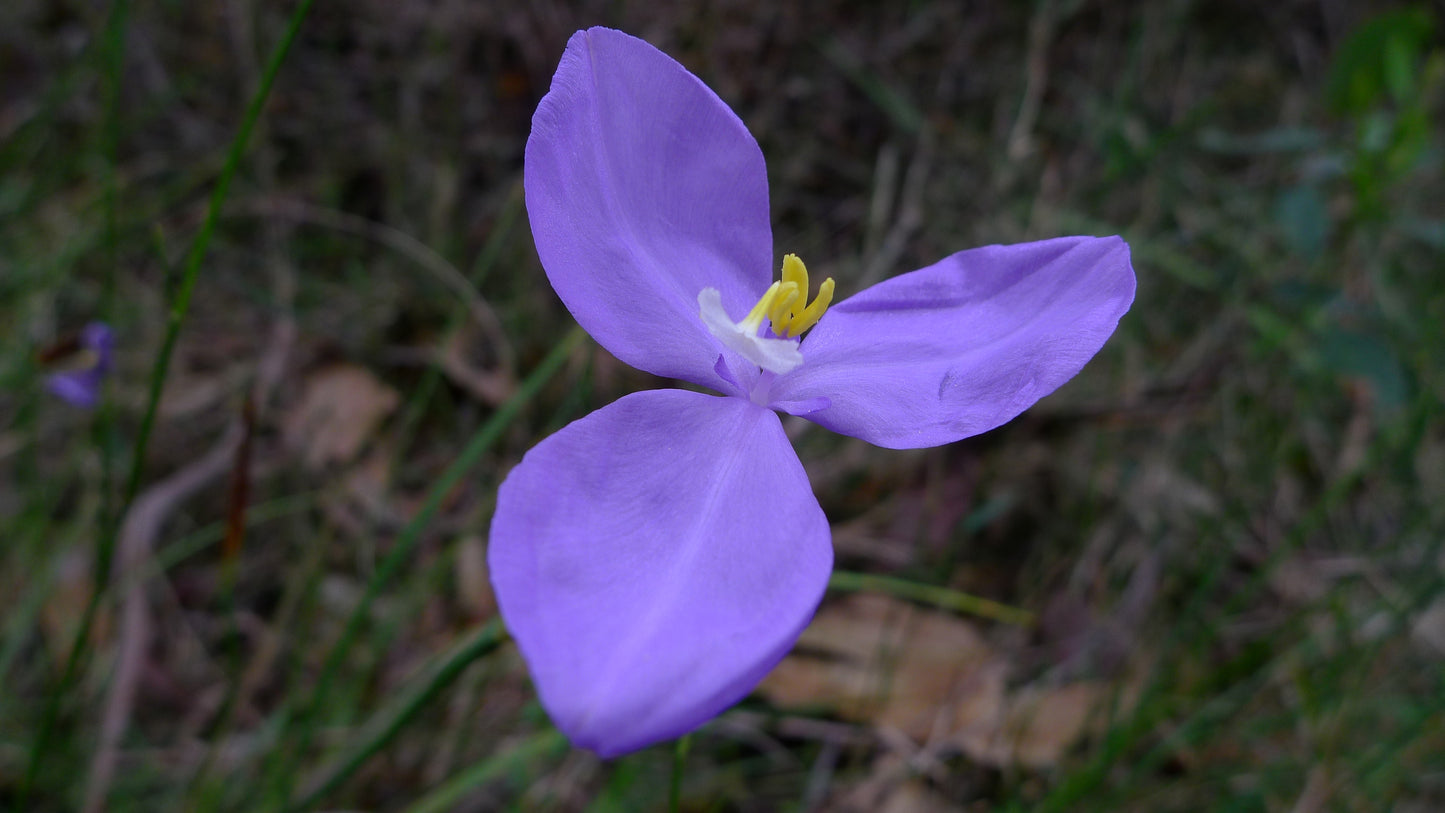 Patersonia Glabrata (Leafy Purple Flag)