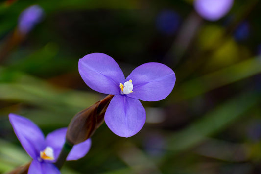 Patersonia Occidentalis (Purple Flag)