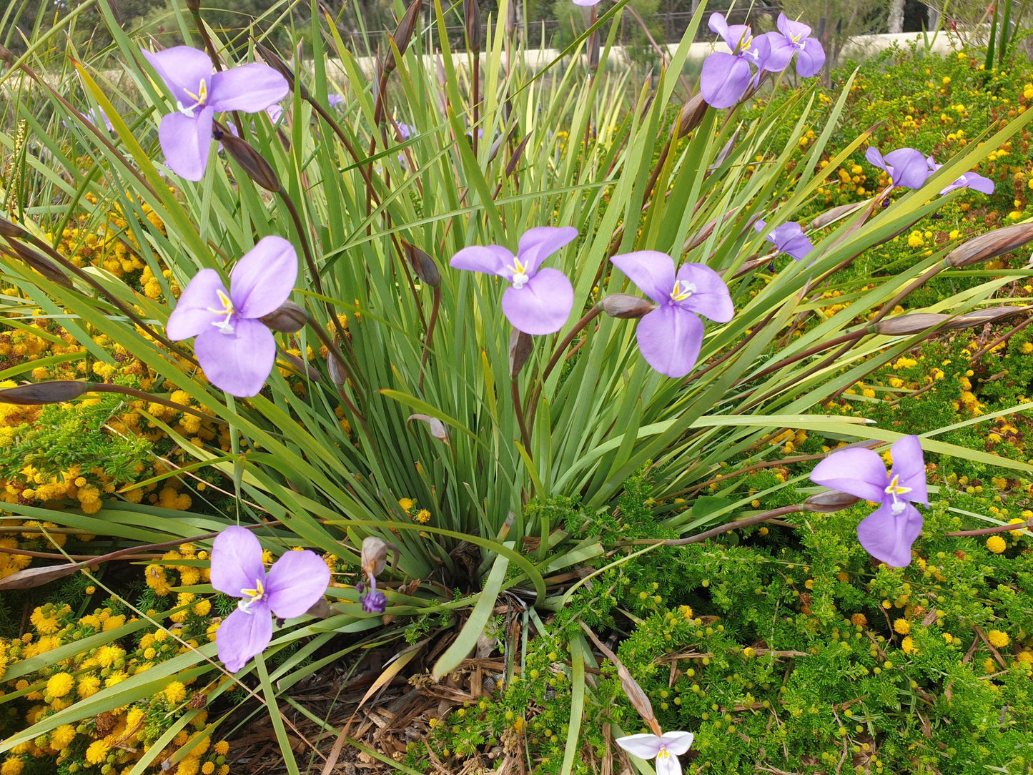 Patersonia Occidentalis (Purple Flag)