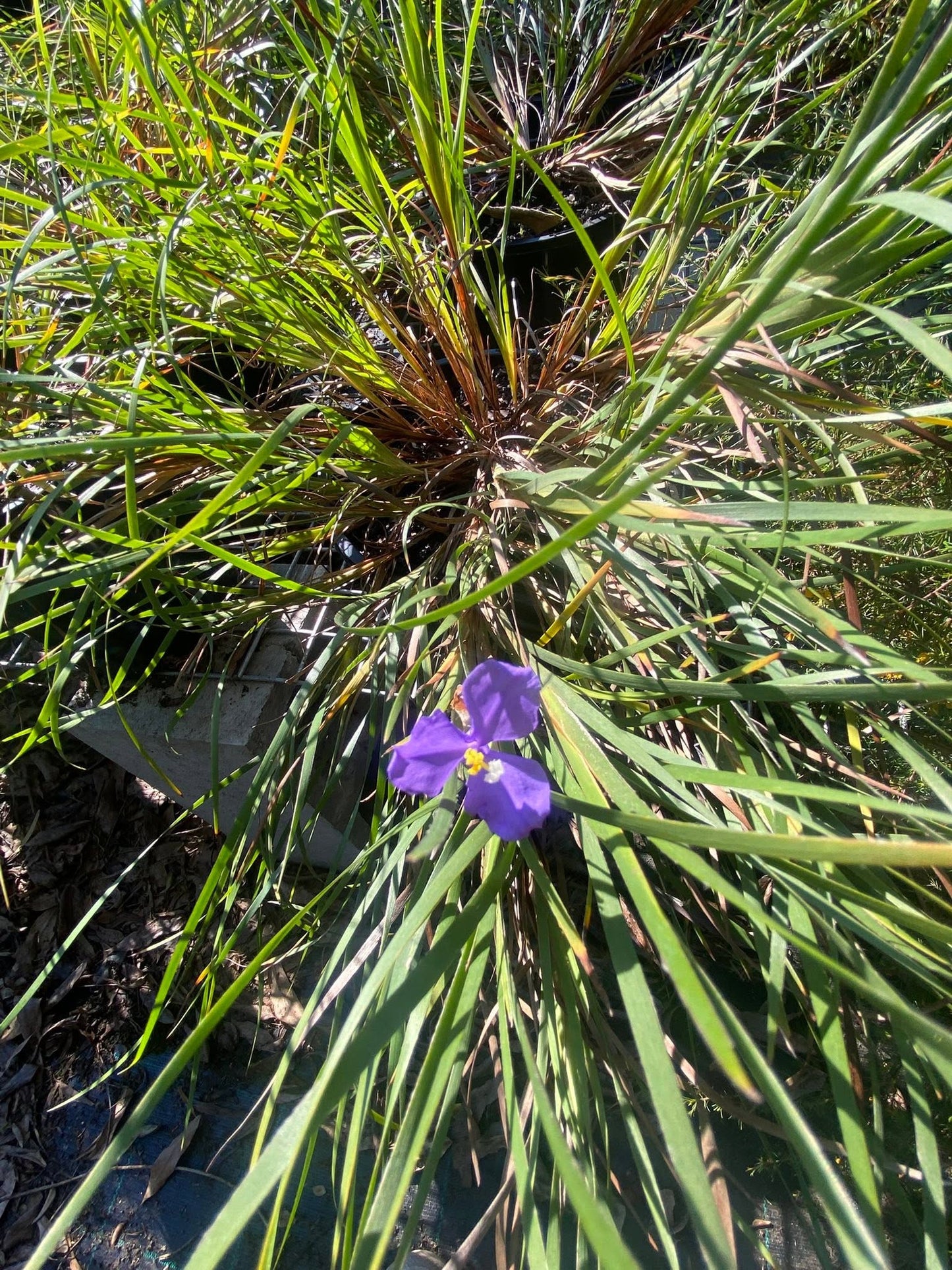 Patersonia Glabrata (Leafy Purple Flag)