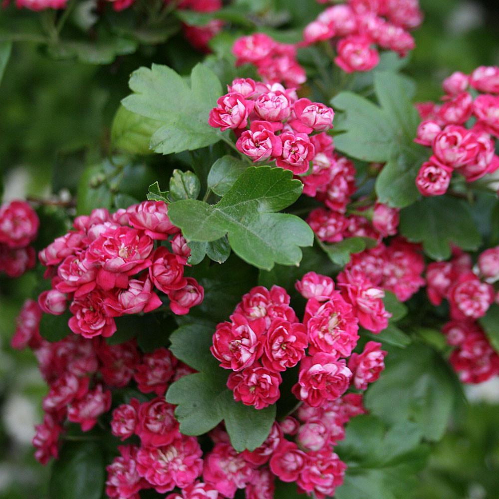 Crataegus laevigata 'Paul's Scarlet' (Paul's Scarlet Red Flowering Hawthorn)