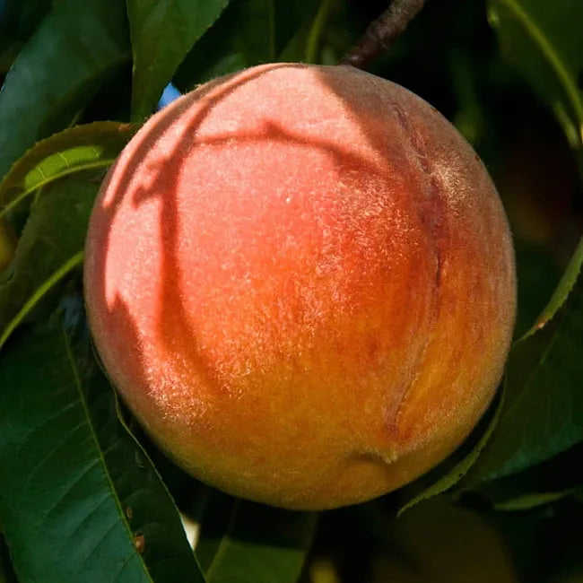 Prunus Persica ‘Tasty Zee’ (Tasty Zee Peach)