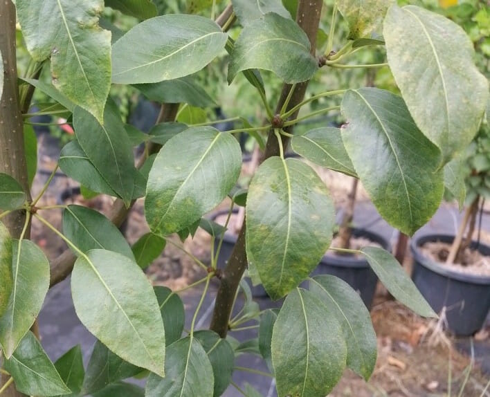 Pyrus Communis (Pear Josephine)