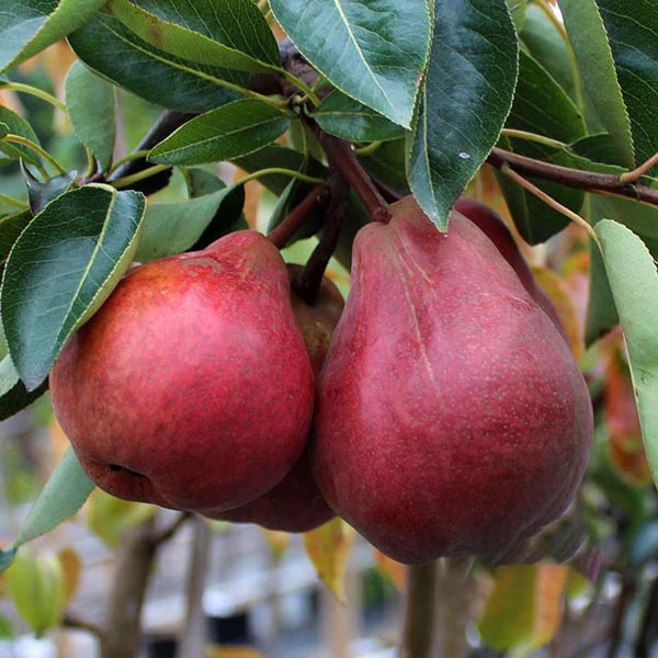 Pyrus Communis 'Sensation' (Sensation Pear)
