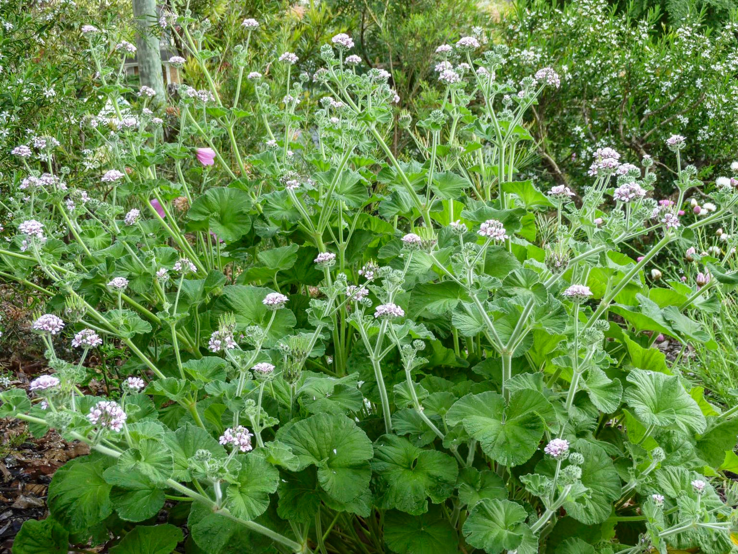 Pelargonium australe (Austral Storksbill)