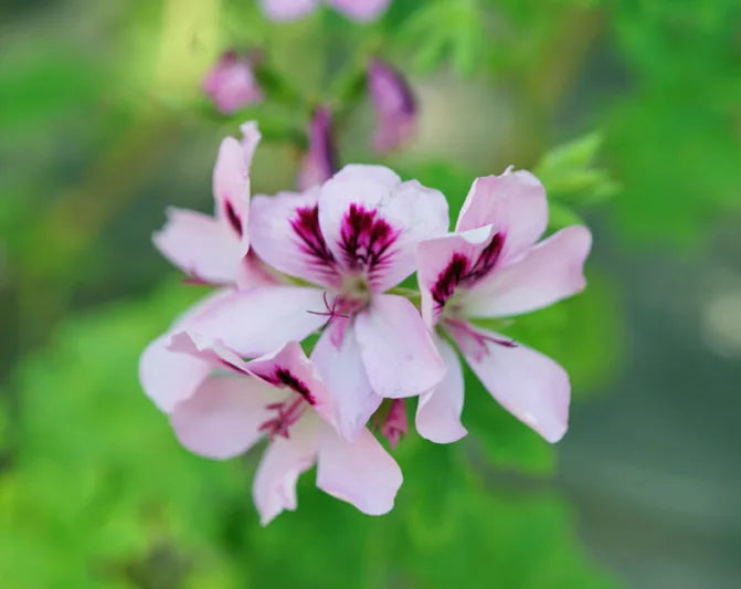 Geranium Pelargonium citrosum – Citronella Geranium
