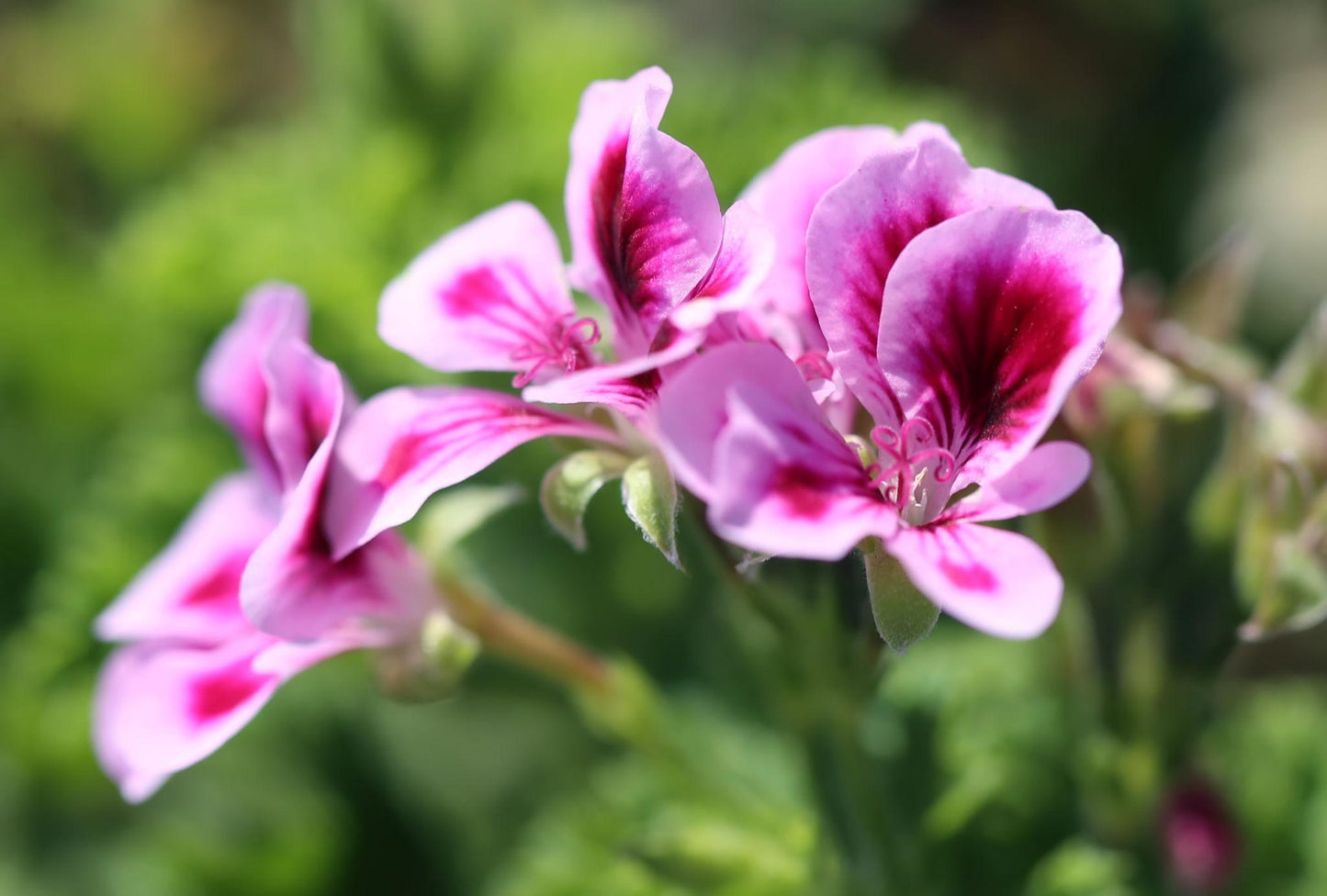 Pelargonium Graveolens (Citrosa Geranium)