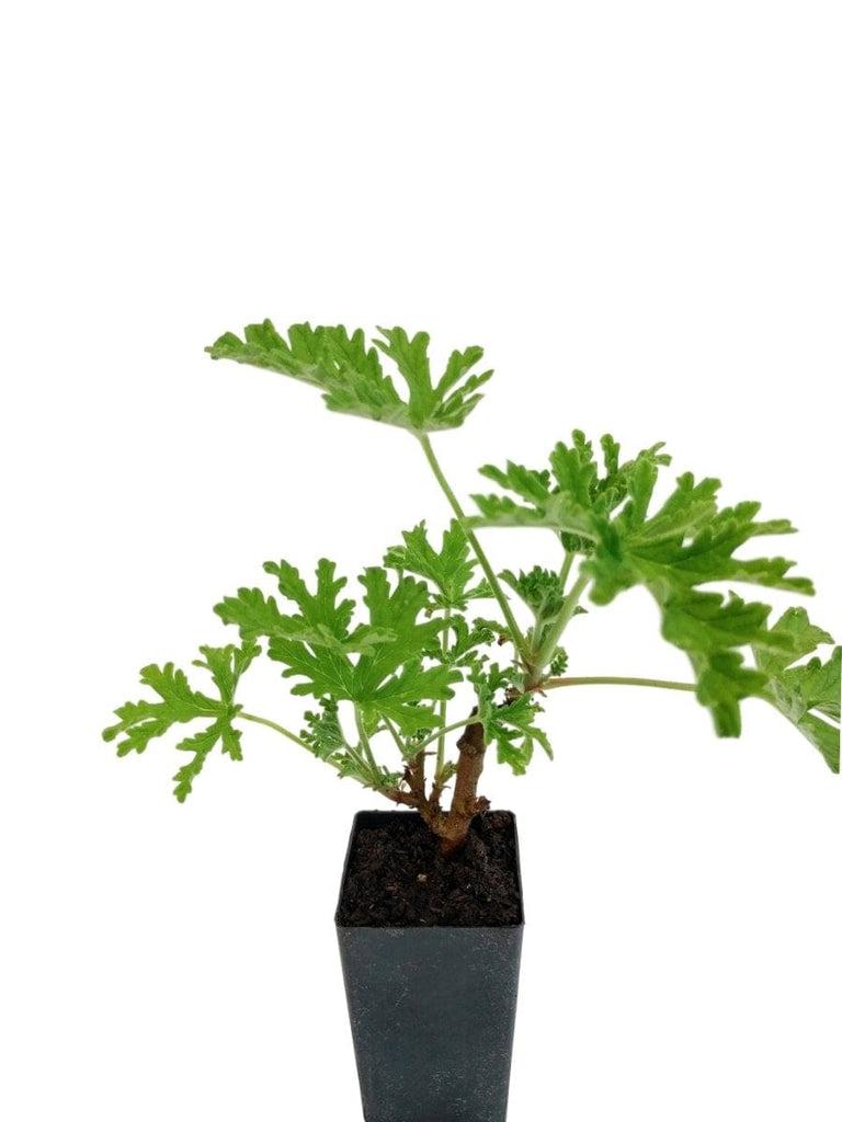 Pelargonium Graveolens (Citrosa Geranium)