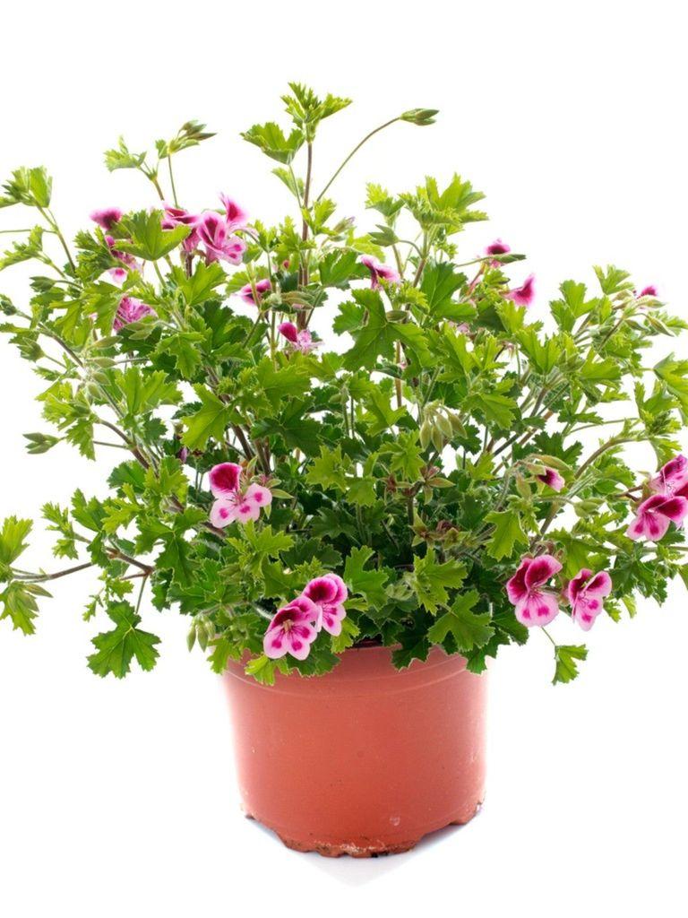 Pelargonium Graveolens (Citrosa Geranium)
