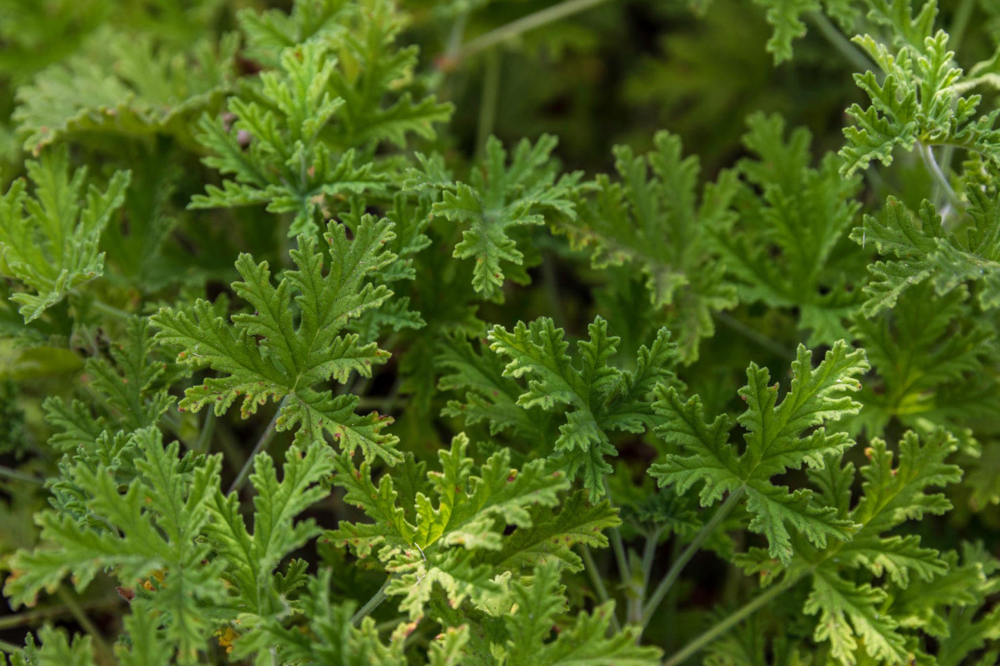 Pelargonium Graveolens (Lemon Rose Geranium)