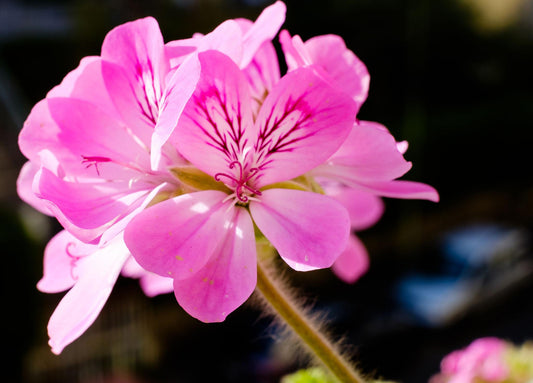 Pelargonium Graveolens (Lemon Rose Geranium)